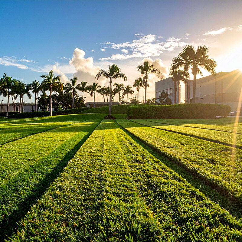 Office lawn